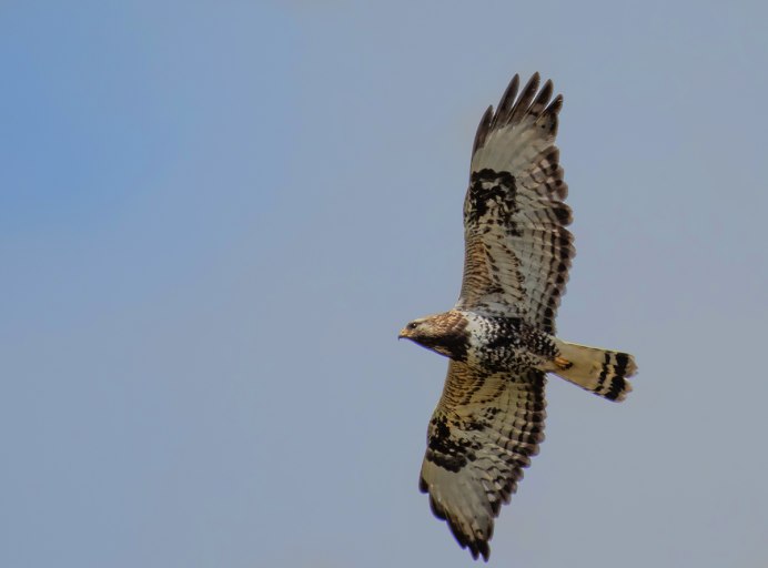 Силуэты хищных птиц Подмосковья