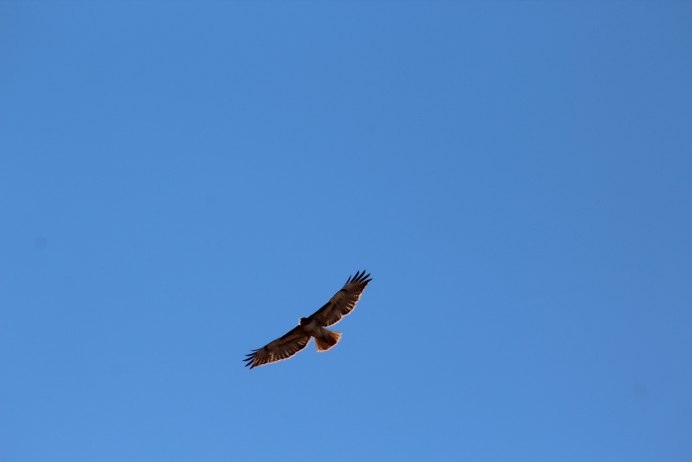 Ястреб снизу