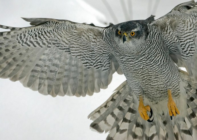 Ястреб перепелятник летит