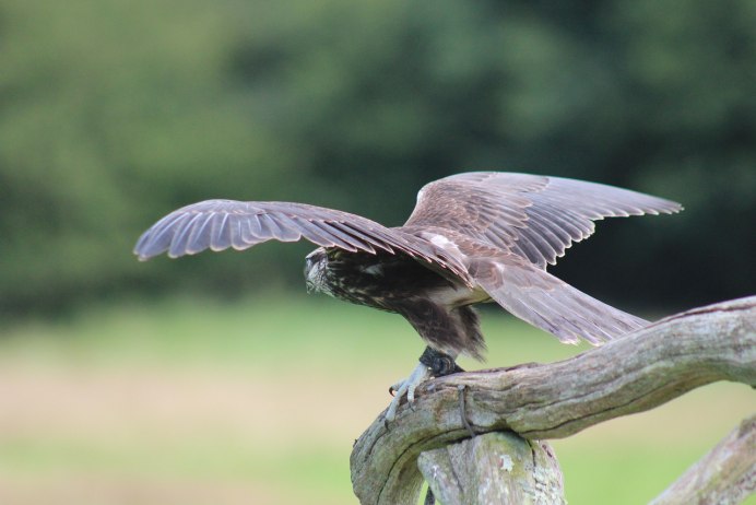 Орёл парит снизу