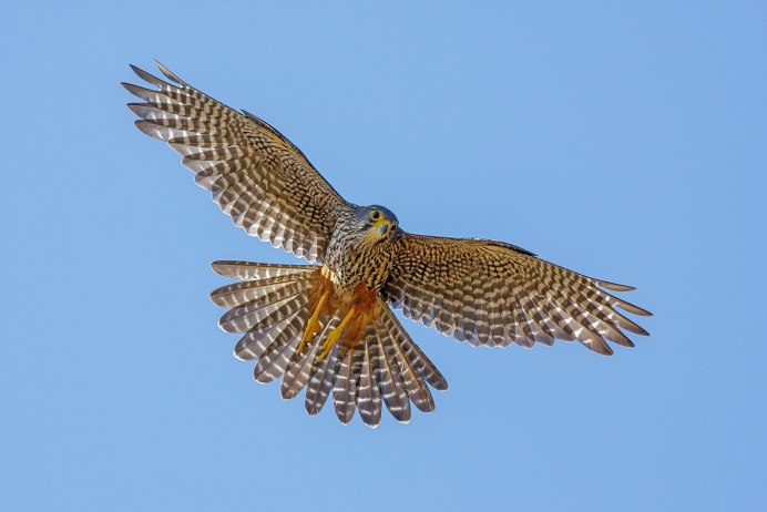 Орел Сокол ястреб