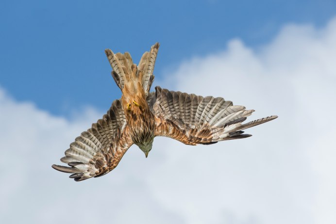 Ястреб орёл Пинскера