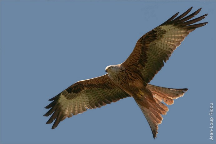 Птица в полете сверху