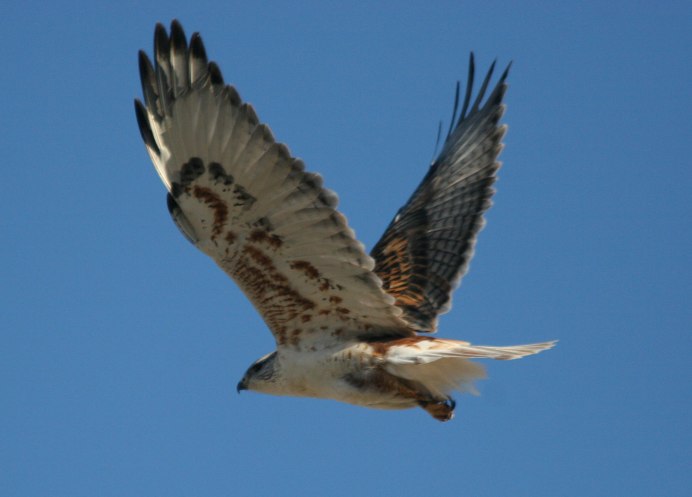 Белый ястреб в полете