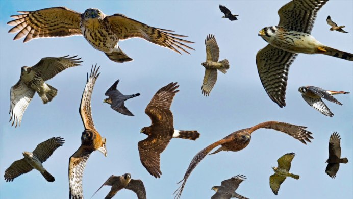 Орел в полете вид снизу