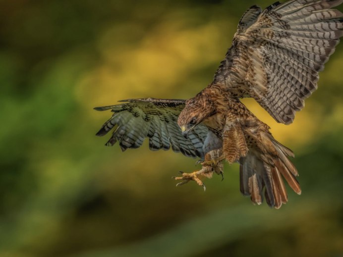 Сапсан птица