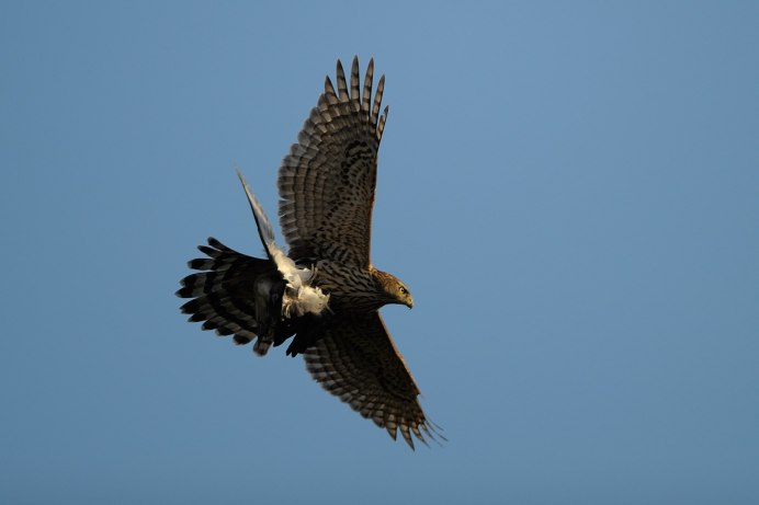 Ястреб - тетеревятник (Accipiter gentilis)