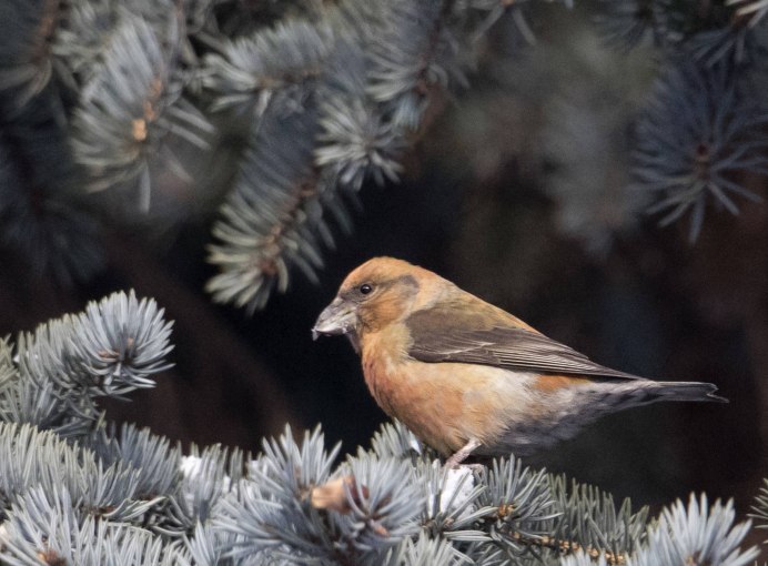Loxia leucoptera белокрылый Клест
