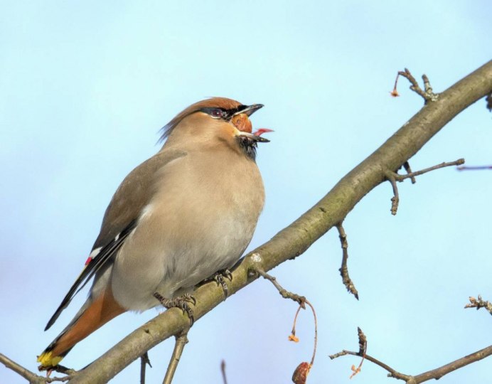 Bombycilla garrulus