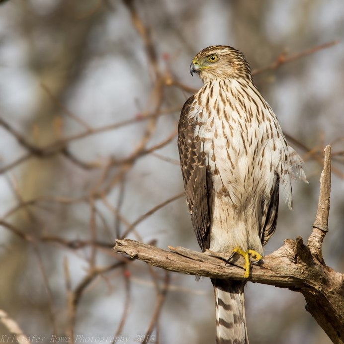 Sharp-Shinned Hawk