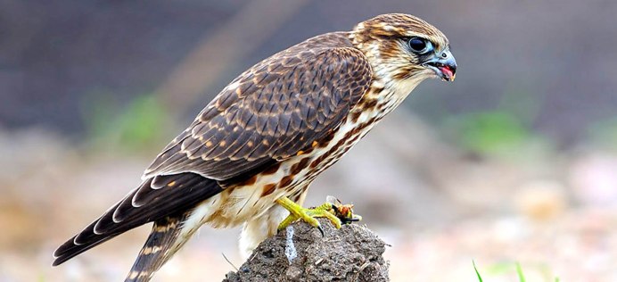 Falco biarmicus
