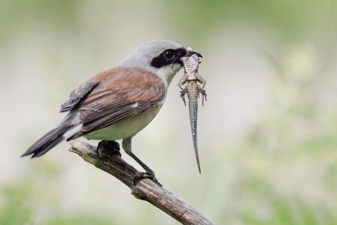 Woodchat Shrike перевод на русский