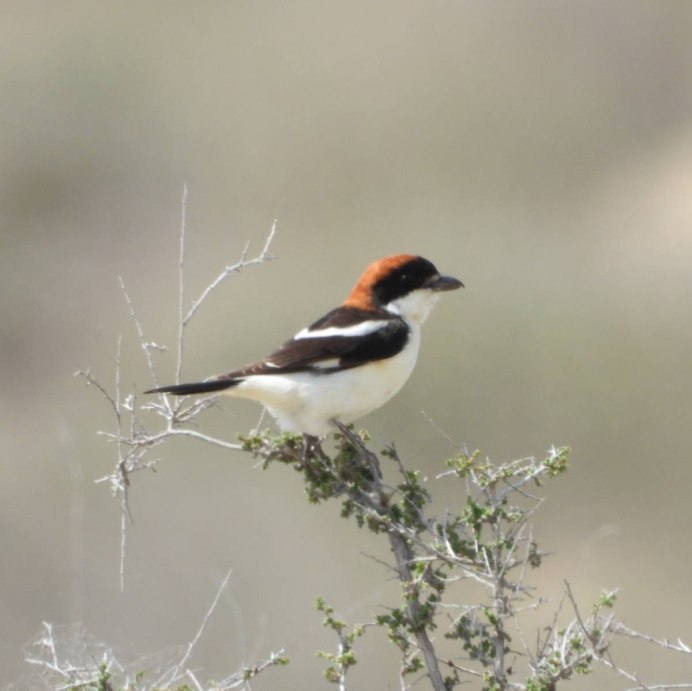 Lanius Minor juvenile