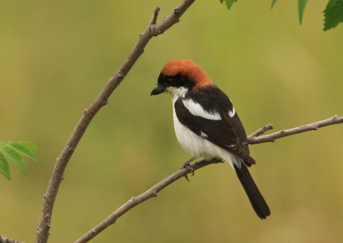Сойка garrulus glandarius l.