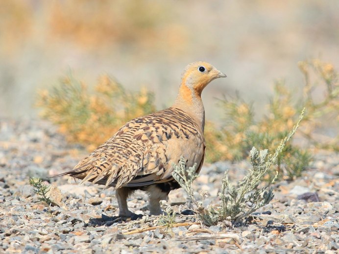 The Black-bellied Sandgrouse (Pterocles orientalis)