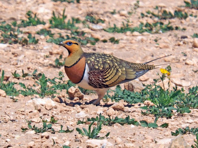 Саджа Syrrhaptes paradoxus