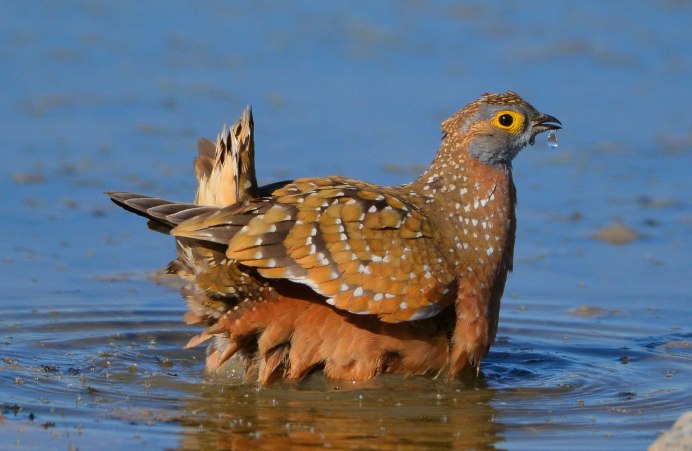 Double Banded Sandgrouse