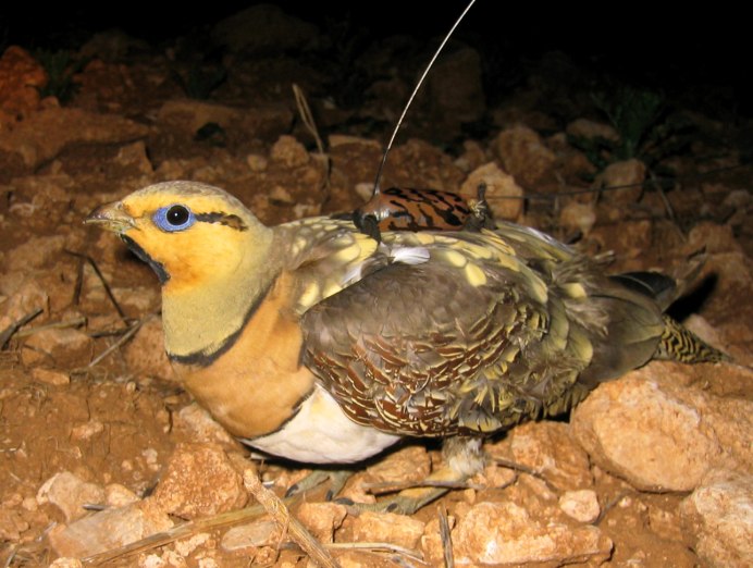 Чернобрюхий рябок (Pterocles orientalis)
