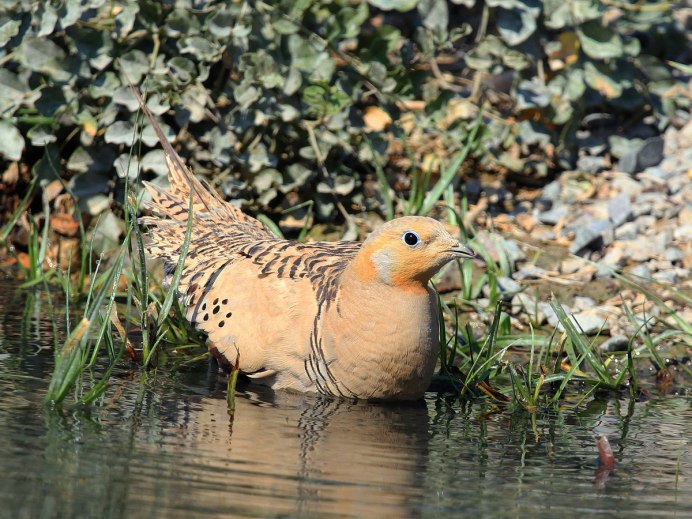 Саджа Syrrhaptes paradoxus