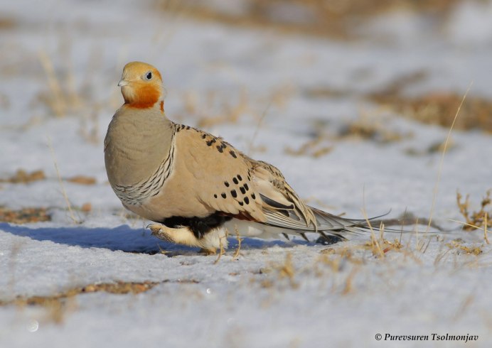 Namaqua Sandgrouse (Pterocles Namaqua).