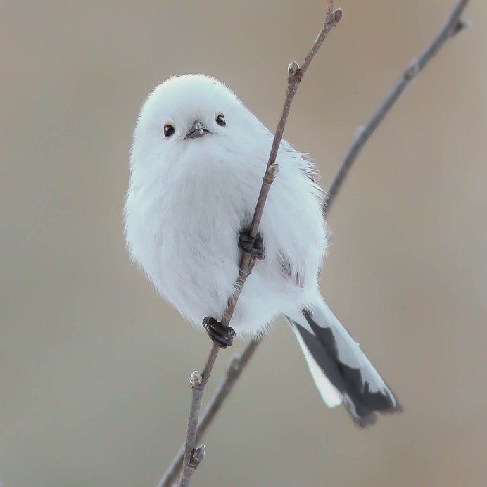 Ополовник Aegithalos caudatus