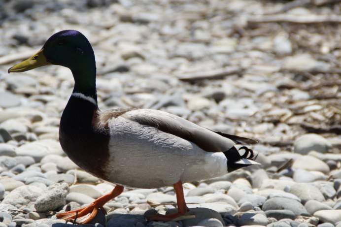 Дикая кряковая утка древность