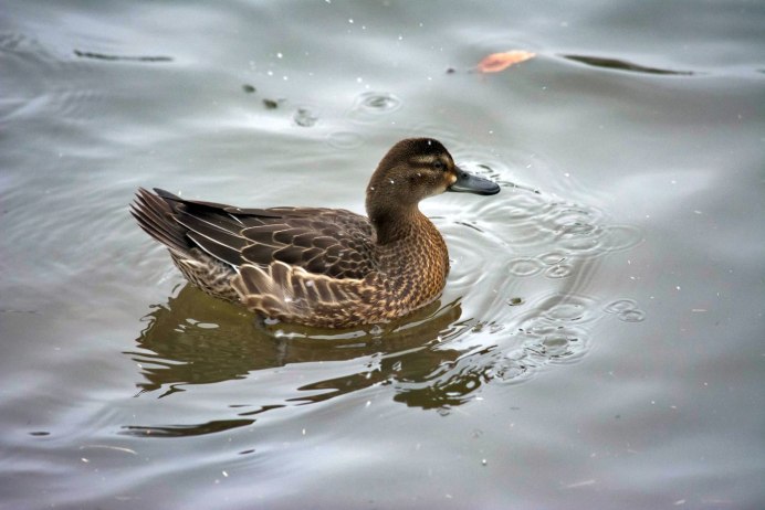 Утка кряква зима