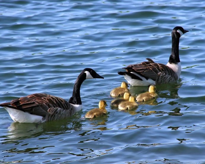 Гуси водоплавающие