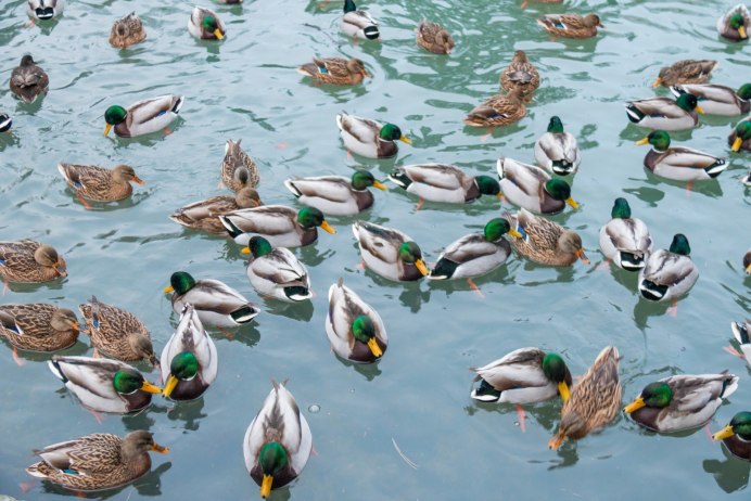 Птица утка кряква