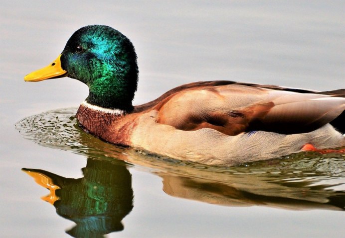 Дикие утки новой Зеландии
