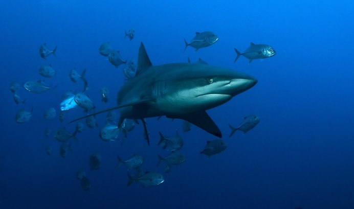 Мозамбик Мозамбикский пролив