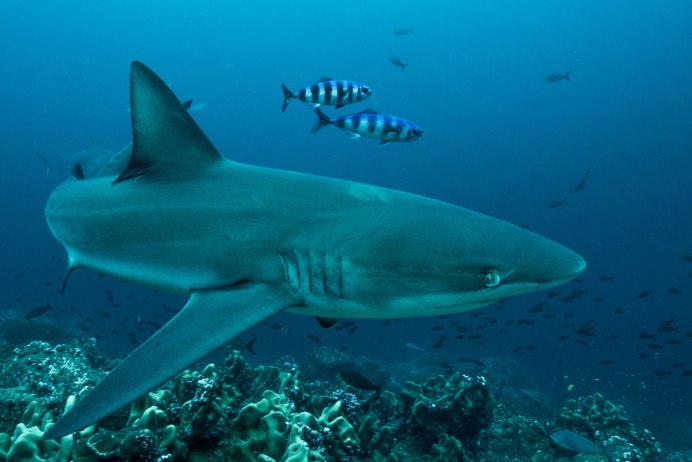 Галапагосская рифовая акула