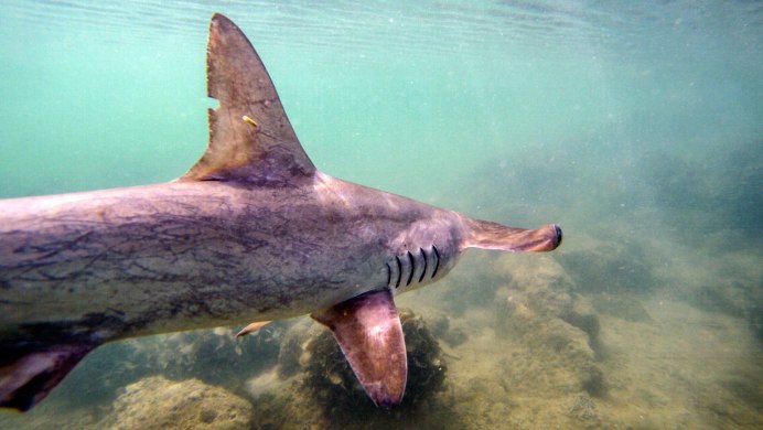 Галапагосская рифовая серая акула