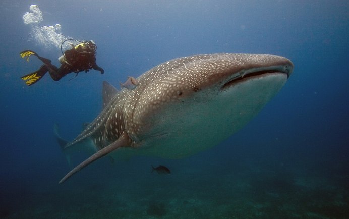 Акула молот в черном море
