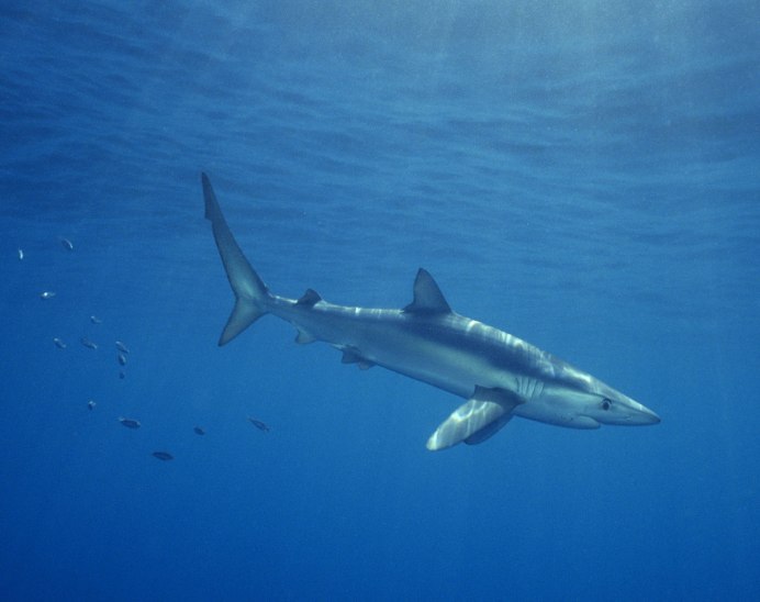 Молотоголовые акулы на Галапагосах
