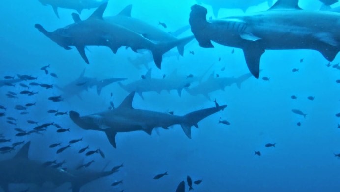 Киты на Галапагосах