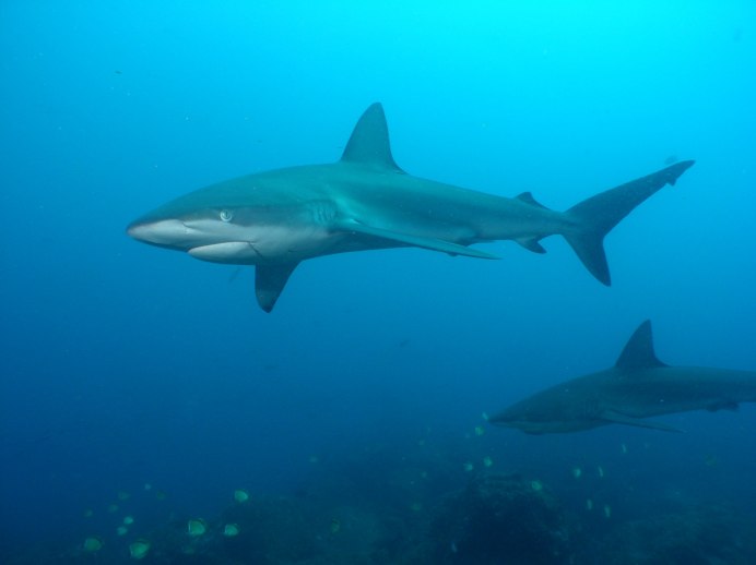 Молотоголовая акула Галапагосские