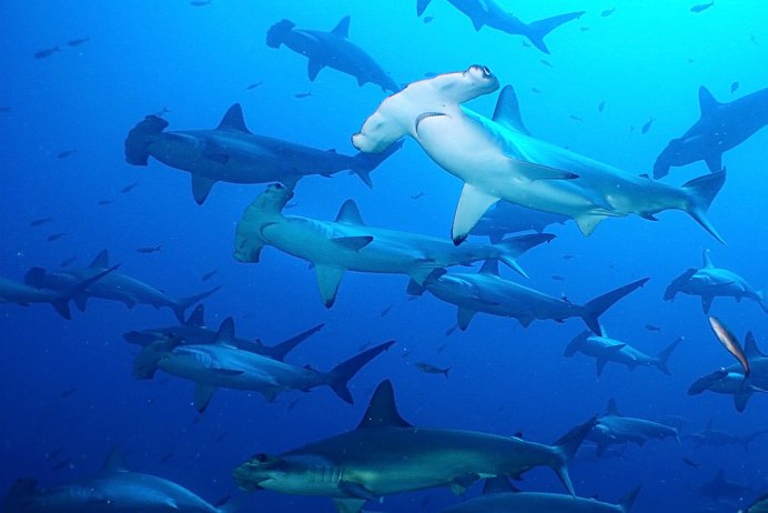 Песчаная рифовая акула