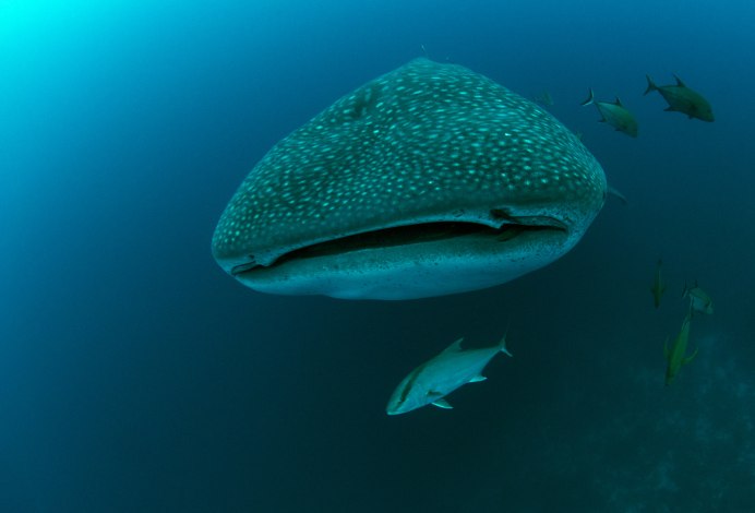 Галапагосские острова дайвинг