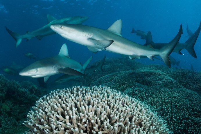 Цвет кожи акулы