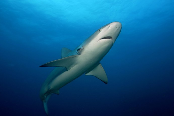 Зубчатая молотоголовая акула