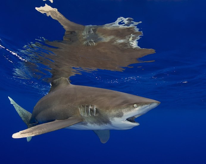 Молоток акула с аквалангами