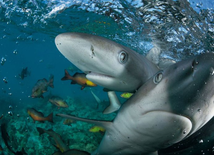 Галапагосская рифовая акула
