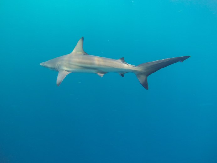 Tiburon Shark