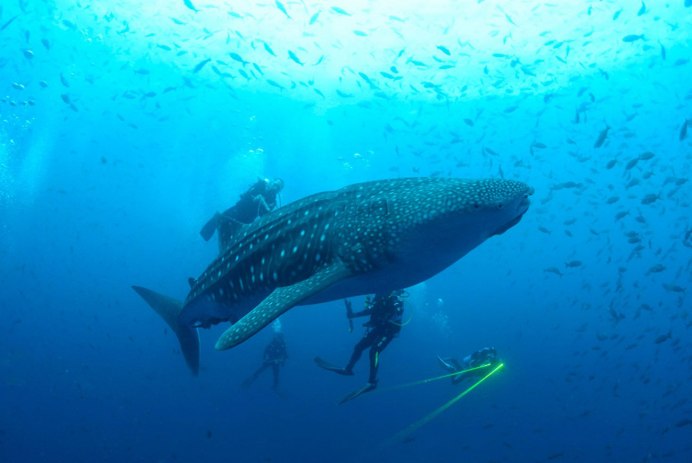 Китовая акула в пещере