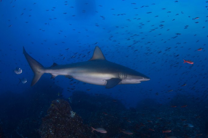 Галапагосские острова акулы
