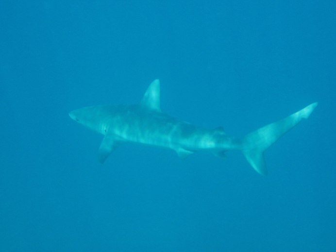 Киты на Галапагосах