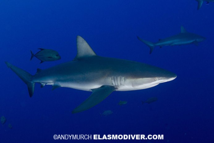 Мальпело остров дайвинг