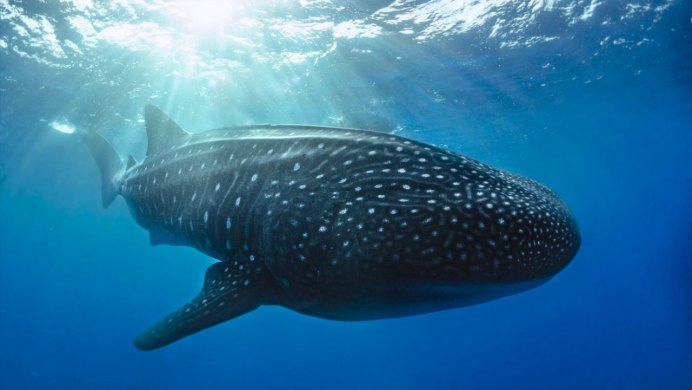 Подводный мир акулы