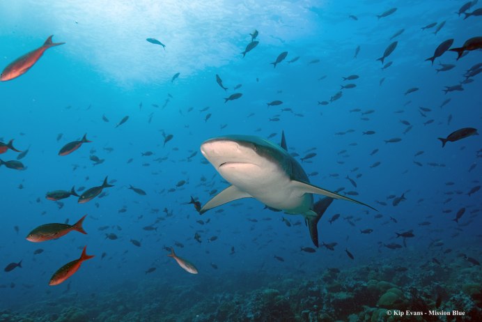 Галапагосская акула прогресса или регресса